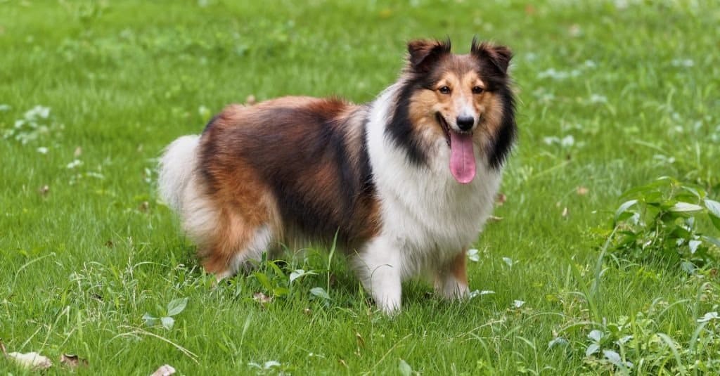 razze di cani più intelligenti - Shetland Sheepdog