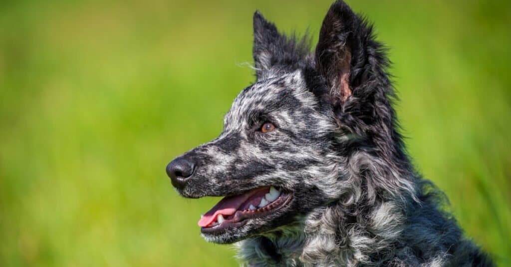 Razze rare di cani