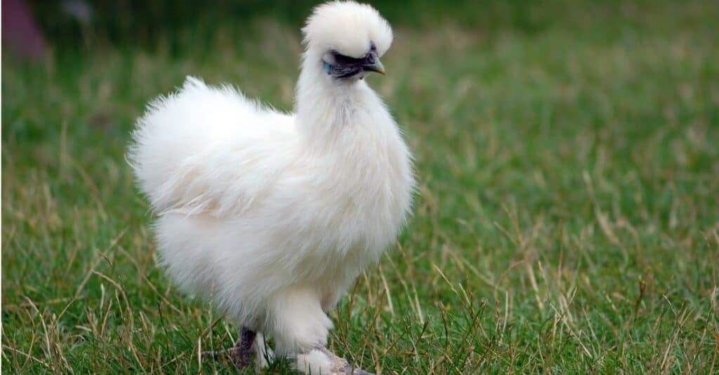 pollo silkie che vaga in campo aperto di erba