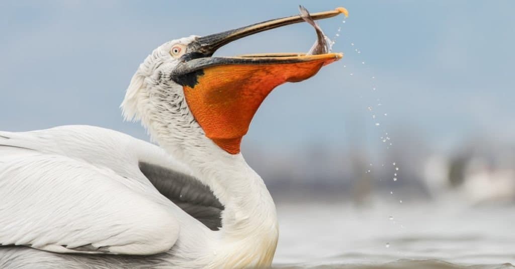 Cosa mangiano i pellicani?  - Il pellicano dalmata mangia pesce con nell'ambiente innevato, Pelecanus crispus, lago Kerkini, Grecia