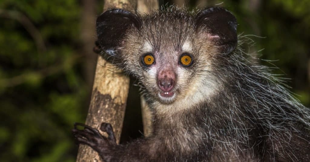 Animali più strani: Sì, sì