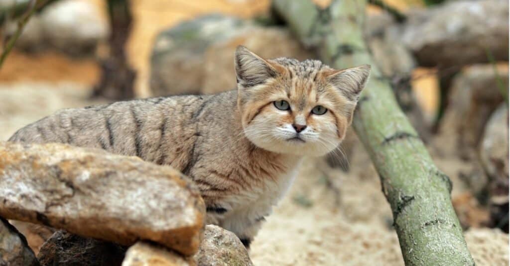Tipi di gatti selvatici - Sand Cat