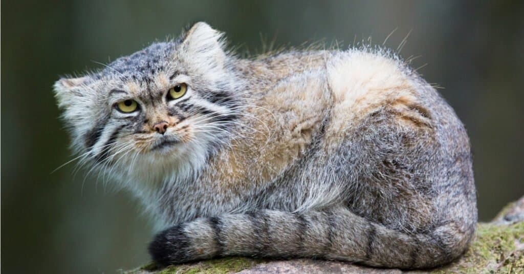 Tipi di gatti selvatici - Pallas Cat