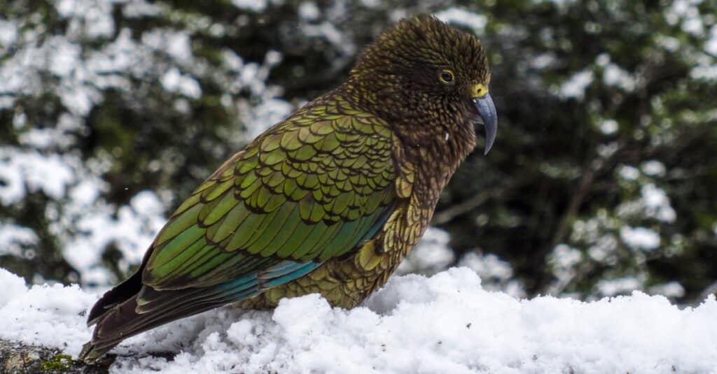 Animale più raro - Kakapo