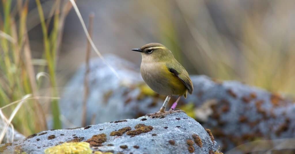 Rari tipi di uccelli - New Zealand Rock Wren