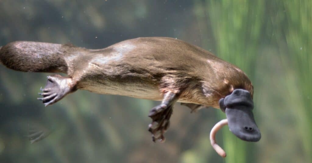 baby-ornitorinco-mangiare