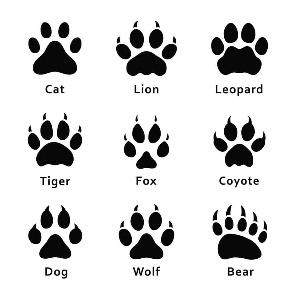 Tracce di coyote - Confronto tra orso e lupo