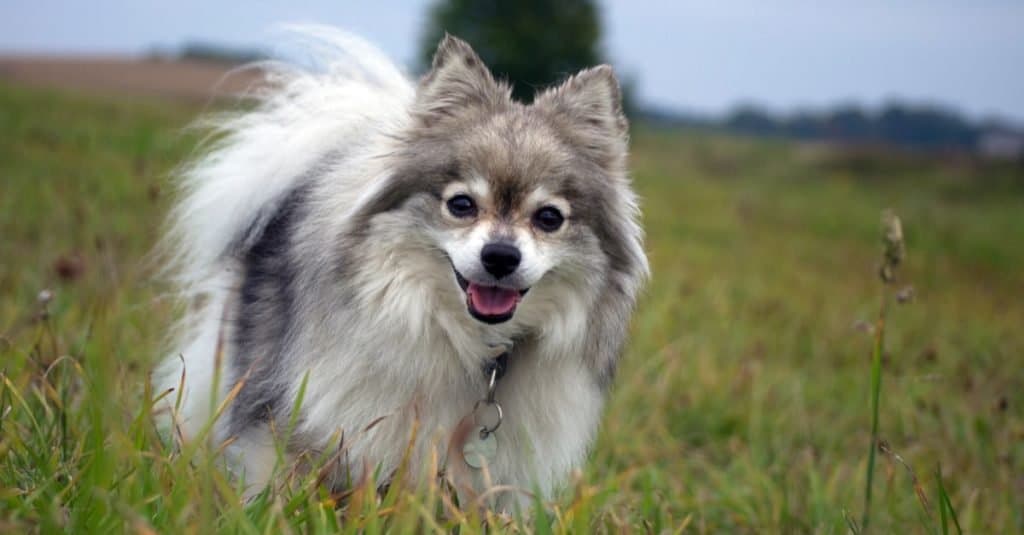 Spitz tedesco che gioca in un campo.