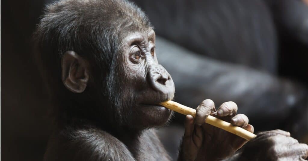 baby gorilla - un cucciolo di gorilla fa uno spuntino