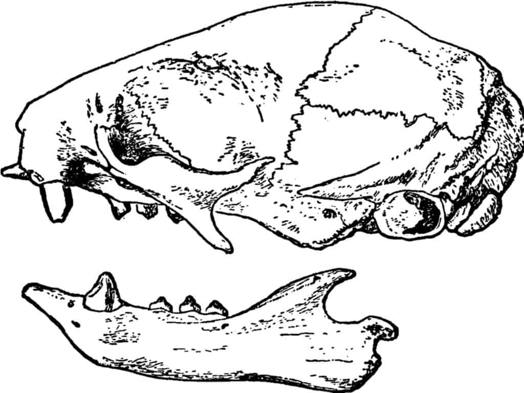 Denti di bradipo - Teschio di bradipo