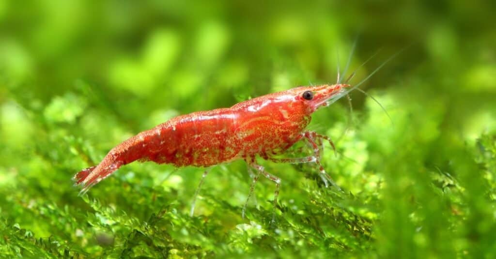Red Cherry Shrimp seduto sulle piante in un acquario.