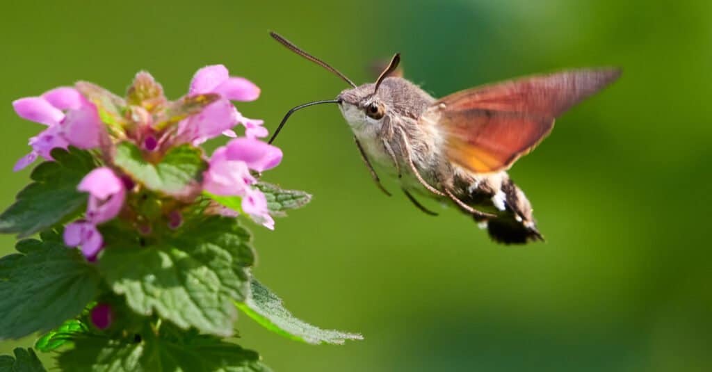 Cosa mangiano le falene: falena colibrì che mangia