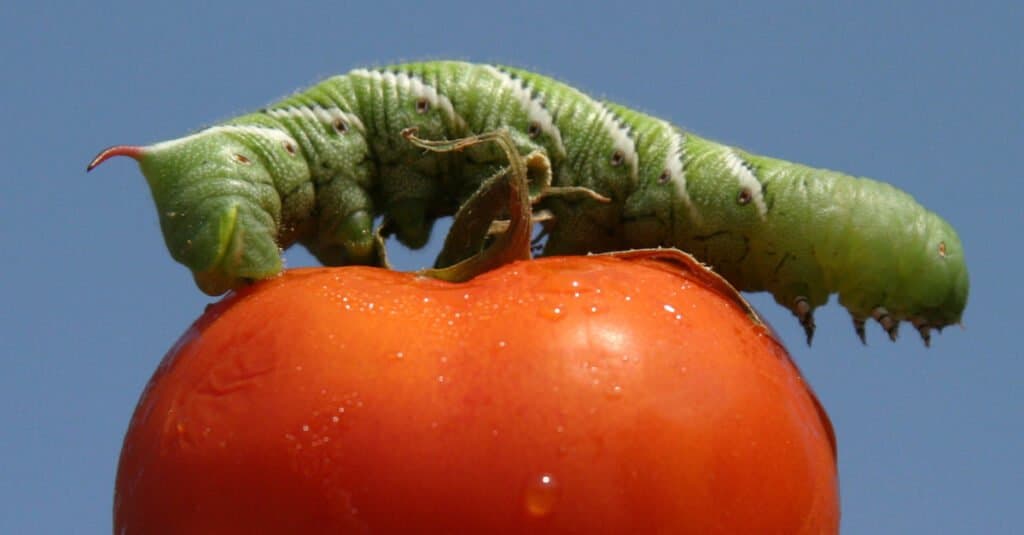 I bruchi più grandi sono i bruchi di pomodoro