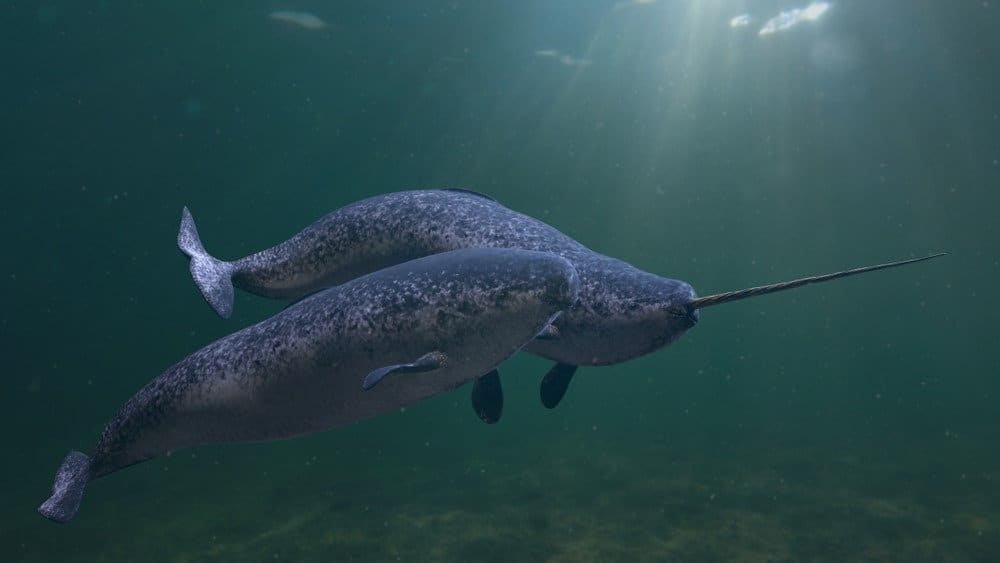 Coppia Narwhal, due Monodon monoceros che nuotano insieme nell'oceano