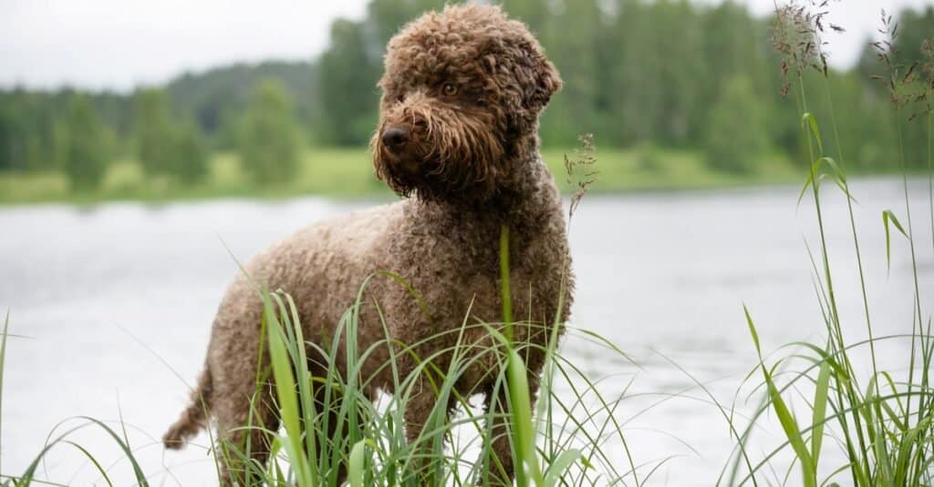 Tipi di cani da acqua - Lagotto Romagnolo