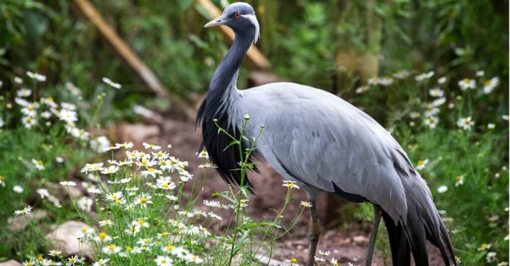Tipi di uccelli gru - Demoiselle Crane