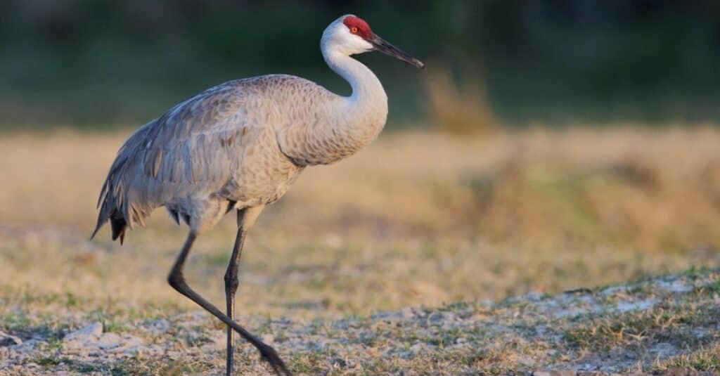 Tipi di uccelli gru - Sandhill Crane