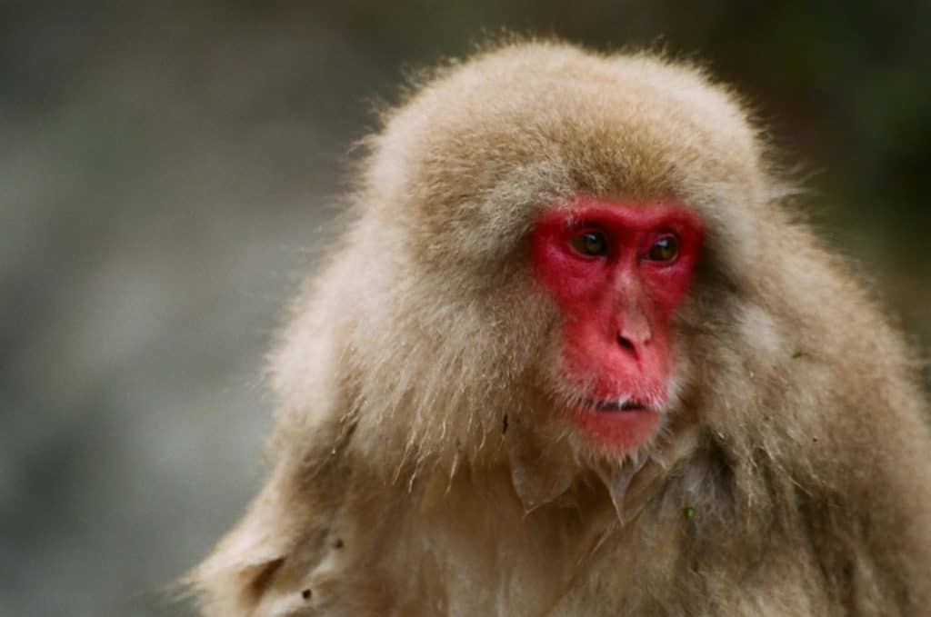 I macachi hanno una faccia simile a quella umana 
