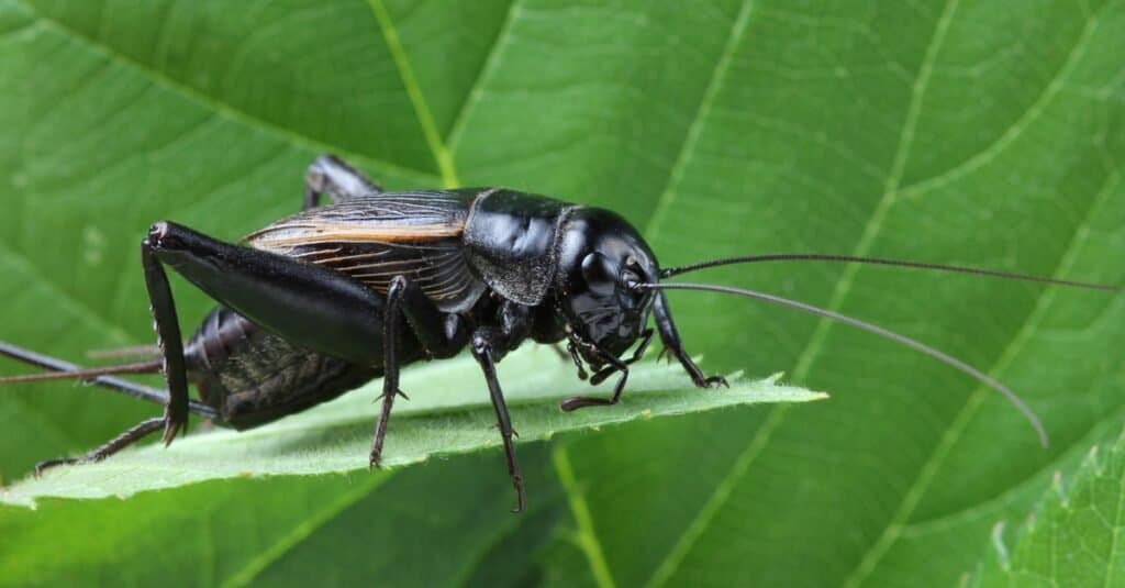 Animali che cantano-cricket