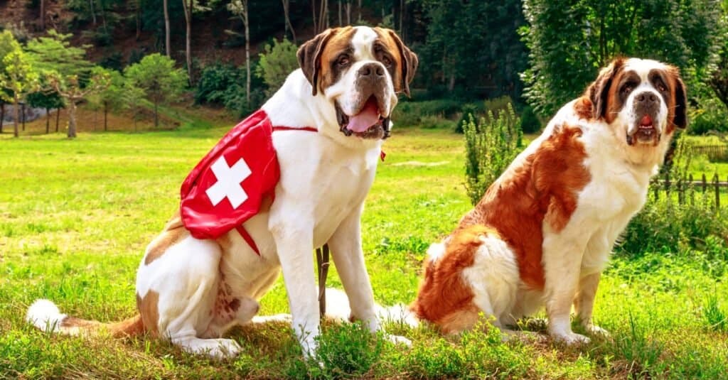 Cani da ricerca e soccorso San Bernardo