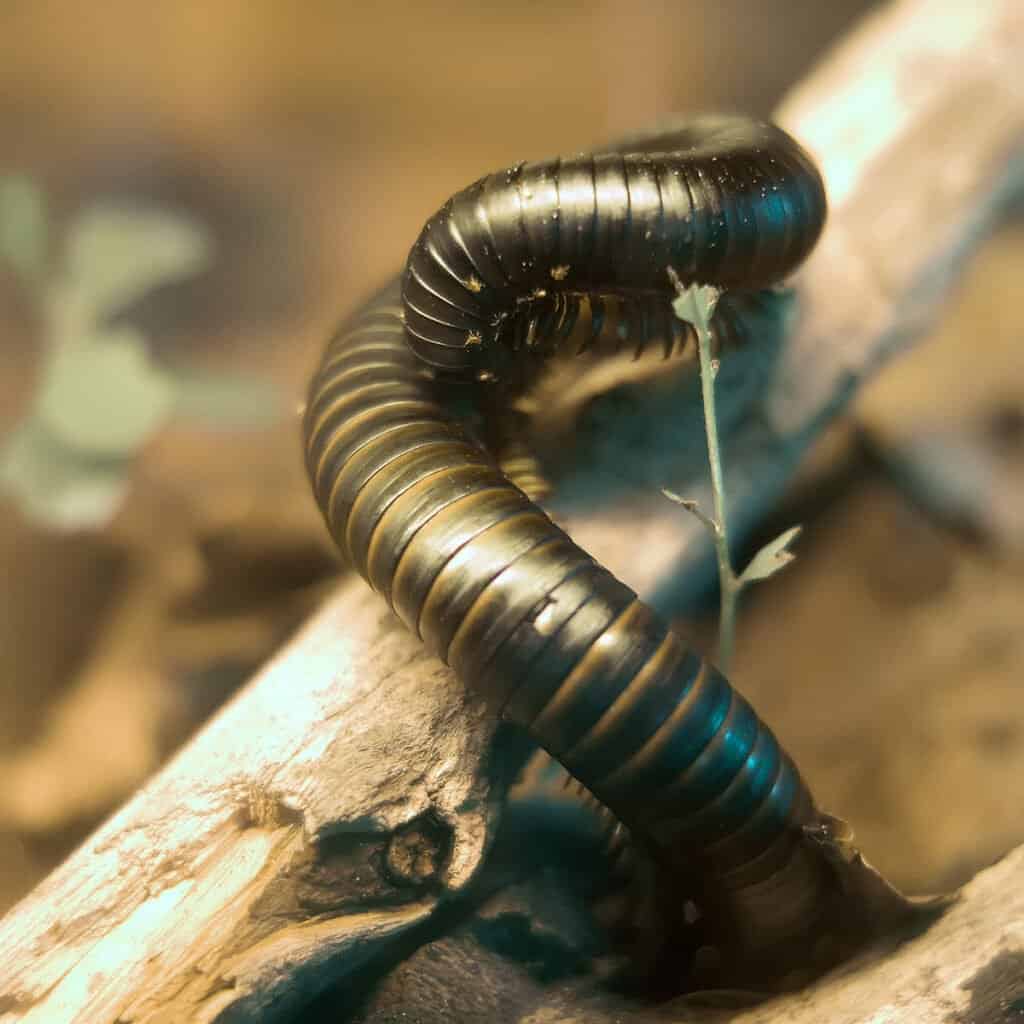 Millepiedi più grande - Millepiedi gigante africano del cioccolato
