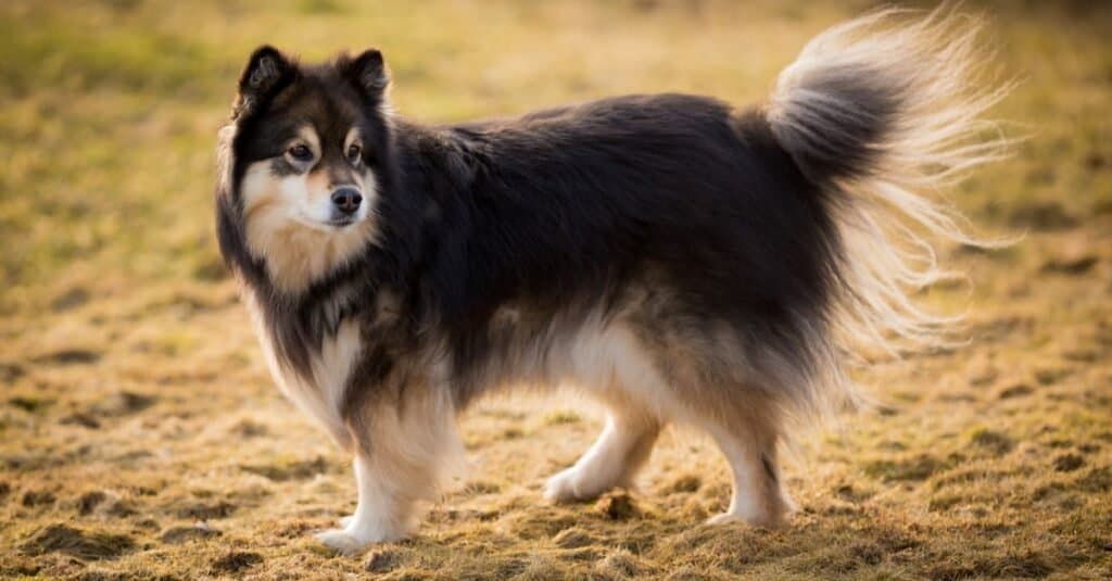 Tipi di cani guaritori - Lapphund finlandese