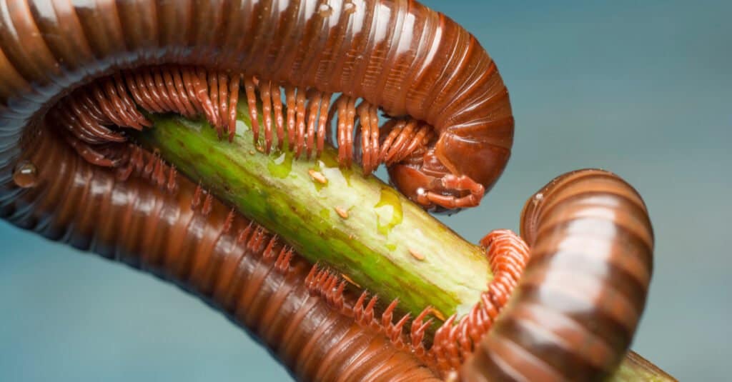 Millepiedi più grandi - Primo piano del millepiedi