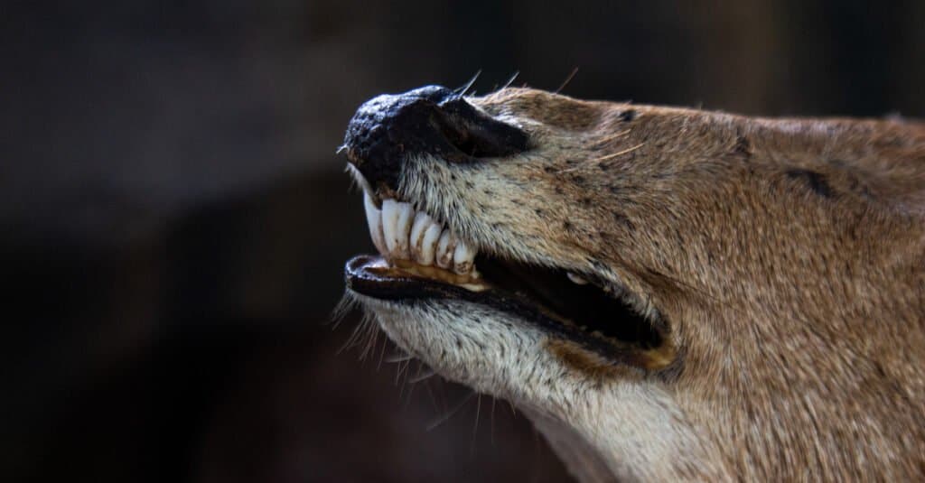 Denti di cervo - Denti anteriori di cervo