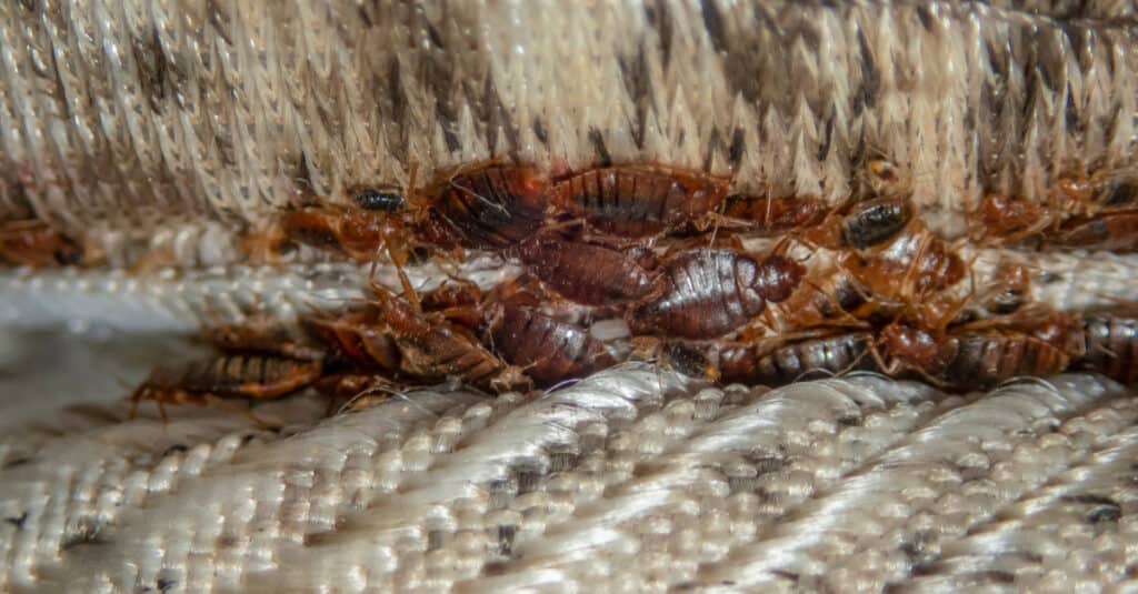 infestazione da cimici dei letti