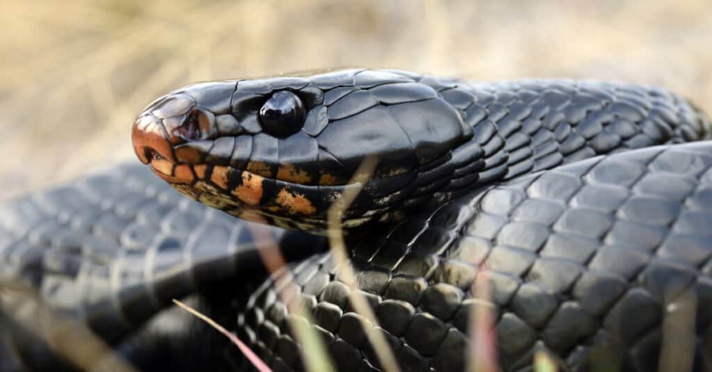 primo piano di un serpente indaco