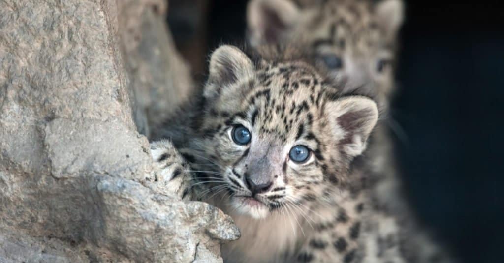 Cucciolo di leopardo delle nevi che guarda fuori dalla tana.