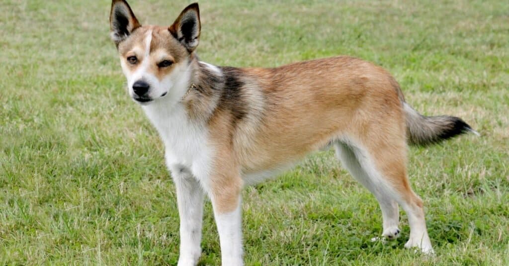 Razze rare di cani - Lundehund norvegese