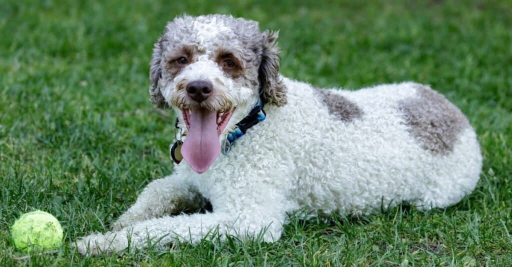 Razze rare di cani - Lagotto Romagnolo