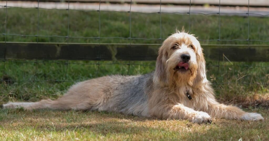 Razze rare di cani - Otterhound