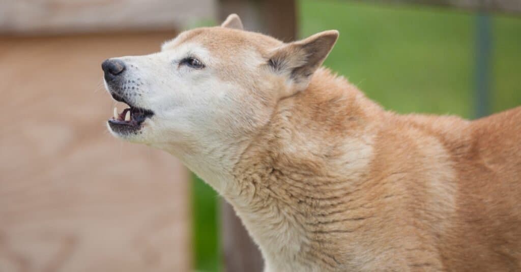 Razze rare di cani - Cane da canto della Nuova Guinea