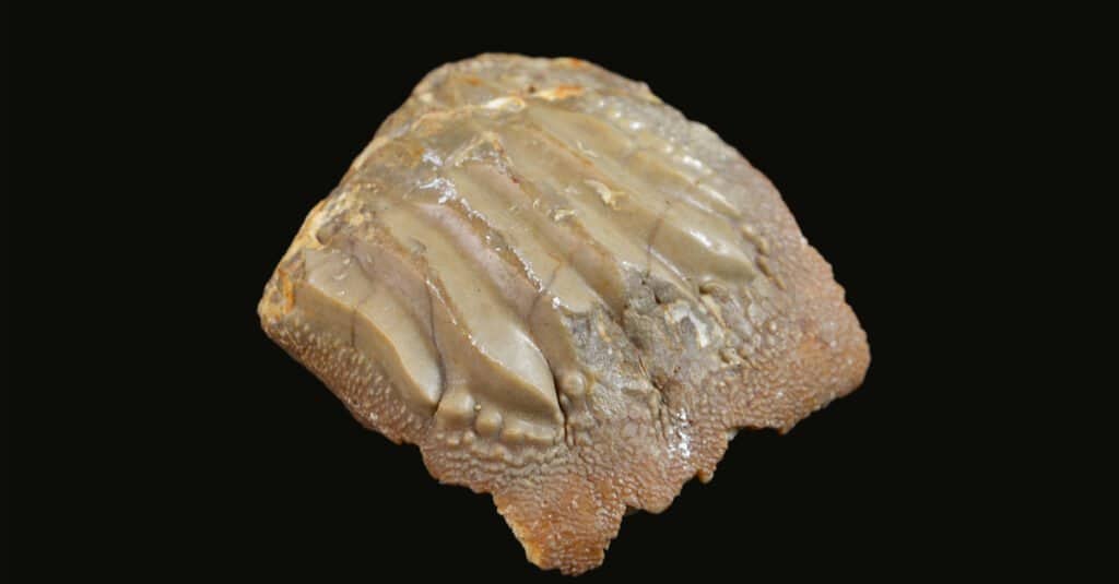 Denti di razza - Dente di razza fossilizzato