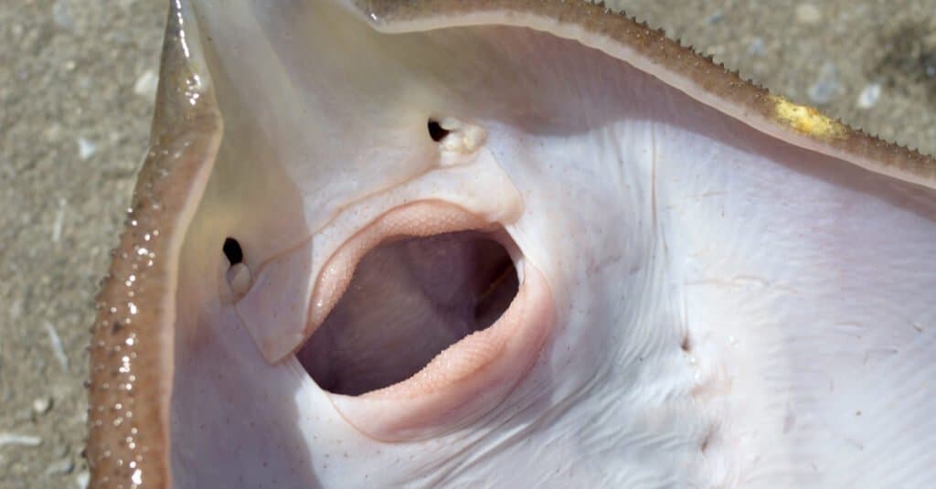 Stingray denti - Stingray con la bocca aperta che mostra i denti