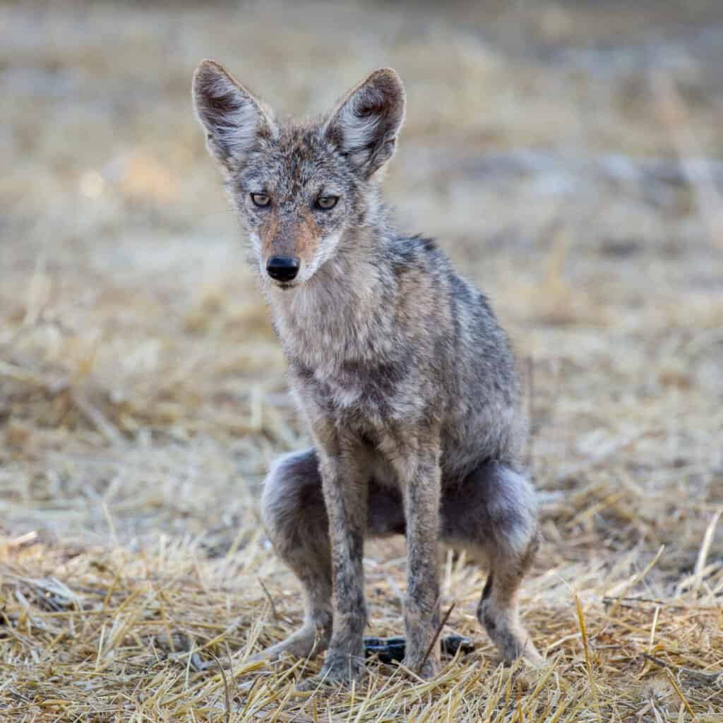 Coyote Scat - Un giovane coyote che fa la cacca