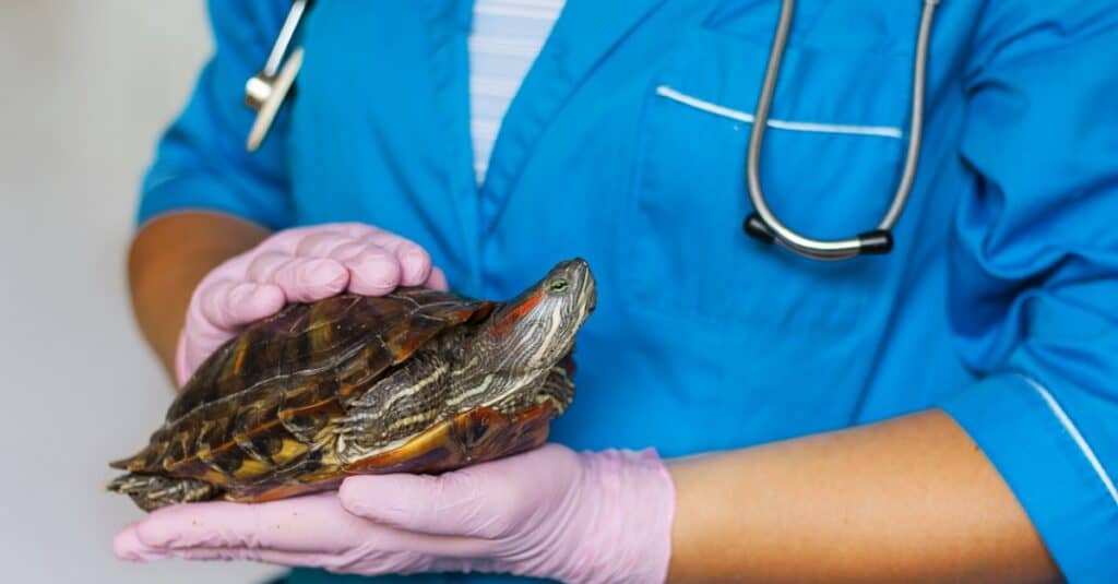 Cursore dalle orecchie rosse Costo: veterinario che tiene il cursore dalle orecchie rosse