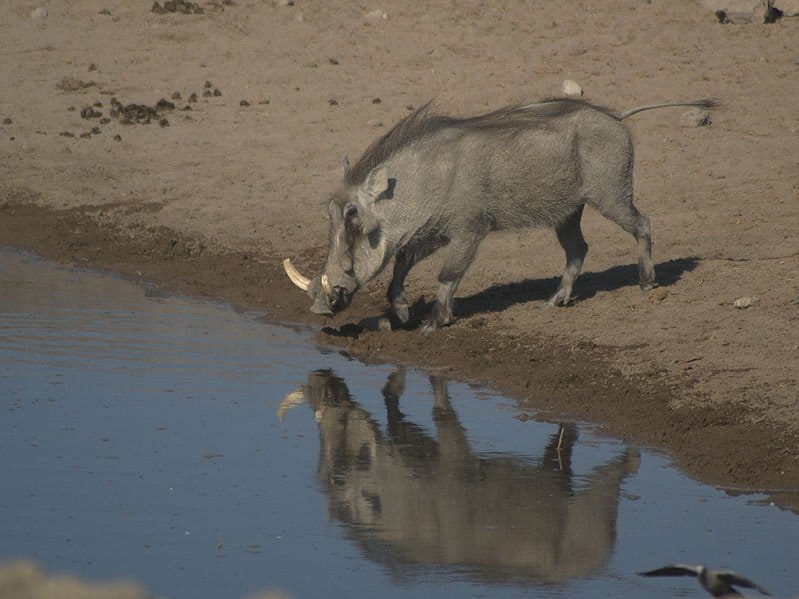 Cosa mangiano i facoceri?  - Facocero alla pozza d'acqua di Chudop, Etosha, Namibia.