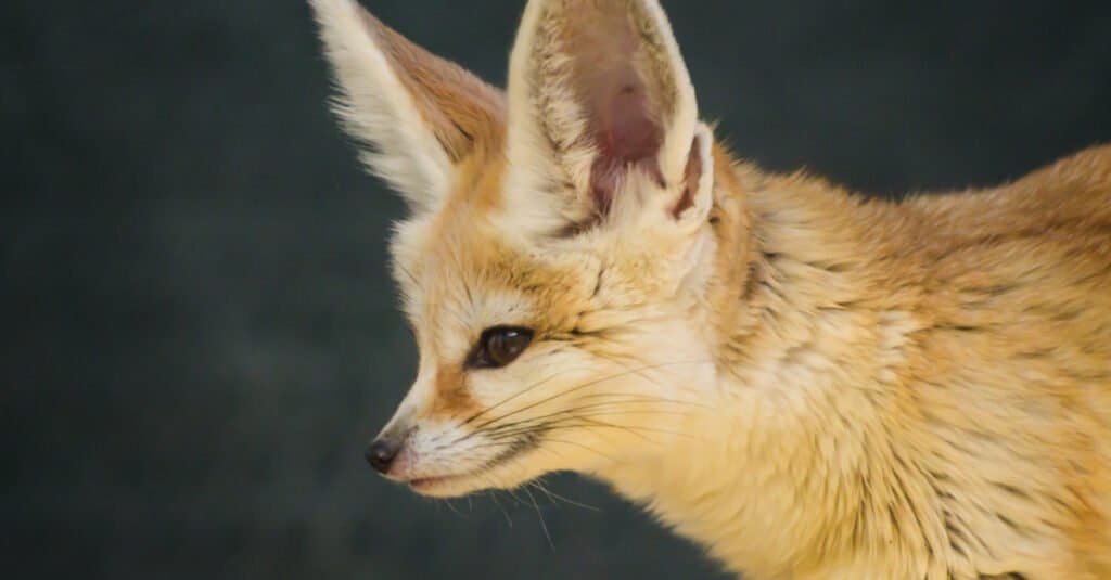 adorabile cucciolo di fennec volpe