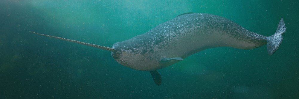 Narwhal, maschio Monodon monoceros che nuota nell'oceano