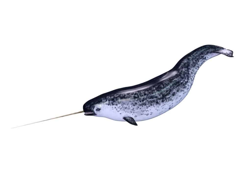narvalo maschio o Monodon monoceros, o narvalo isolato su sfondo bianco