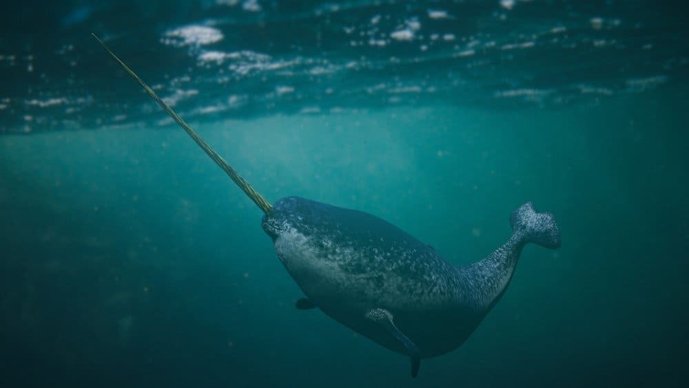 Narwhal, maschio Monodon monoceros che nuota nell'oceano
