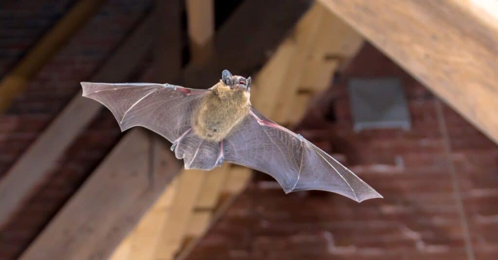 Pipistrello che vola in casa