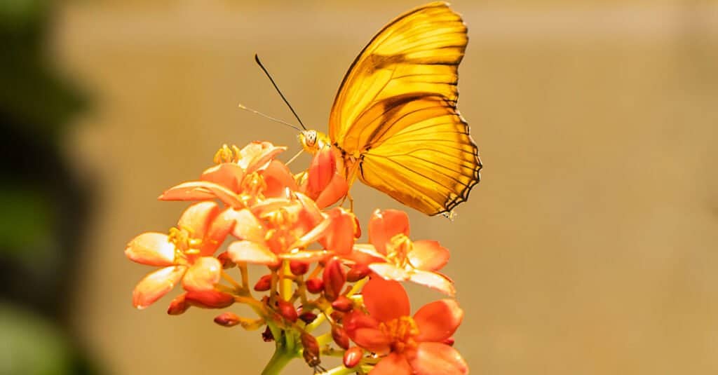 sonnolenta farfalla arancione sul fiore