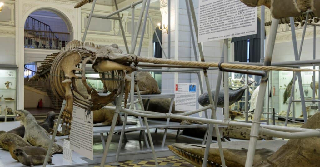 Teschio di narvalo - Zanna di narvalo nel museo