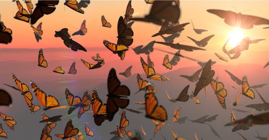 Migrazione delle farfalle durante il tramonto