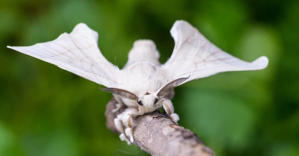 Falene - Falena domestica della seta