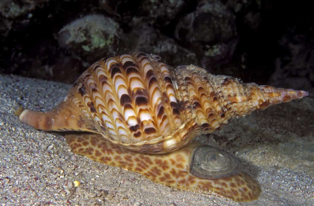Tritone gigante